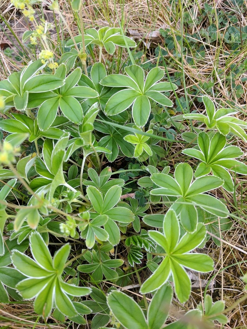 Alchemilla conjuncta photo 8
