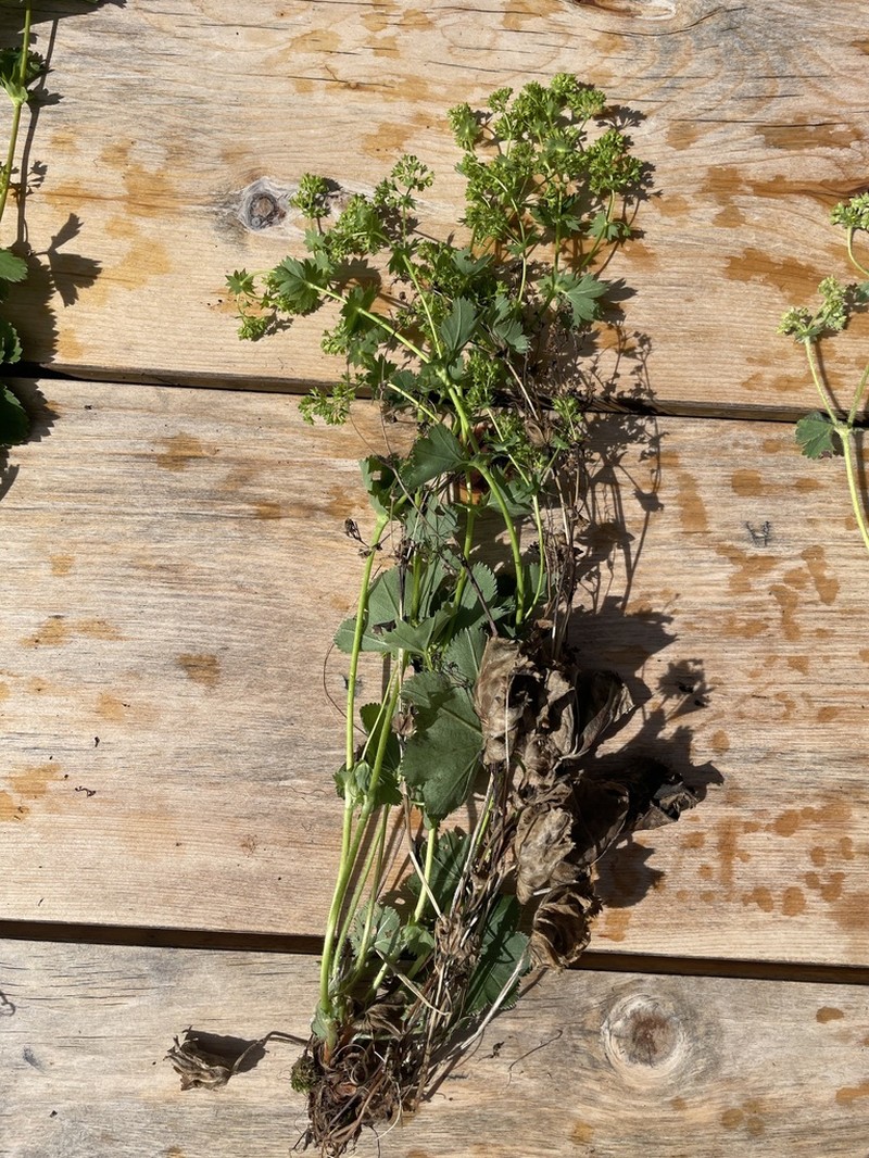 Alchemilla connivens photo 4