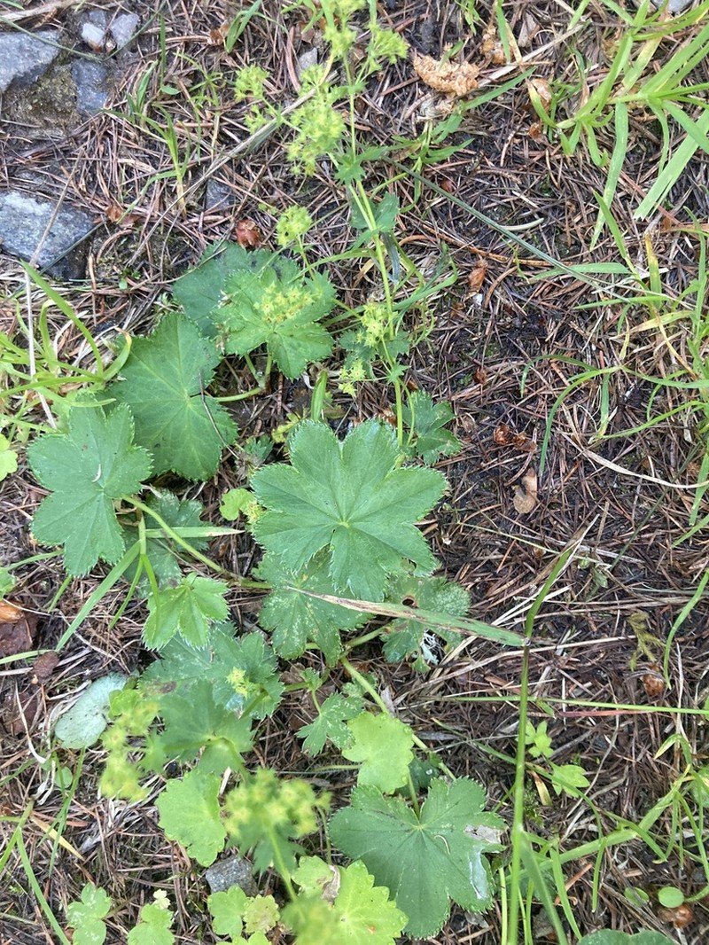 Alchemilla connivens photo 5
