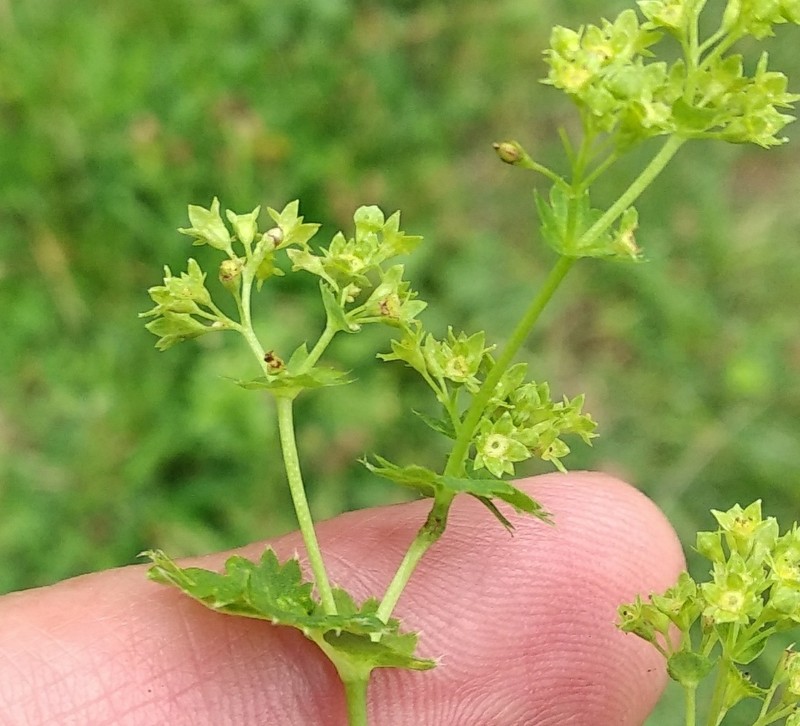Alchemilla connivens photo 6