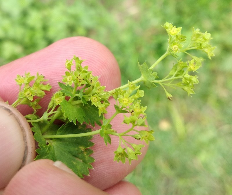 Alchemilla connivens photo 3