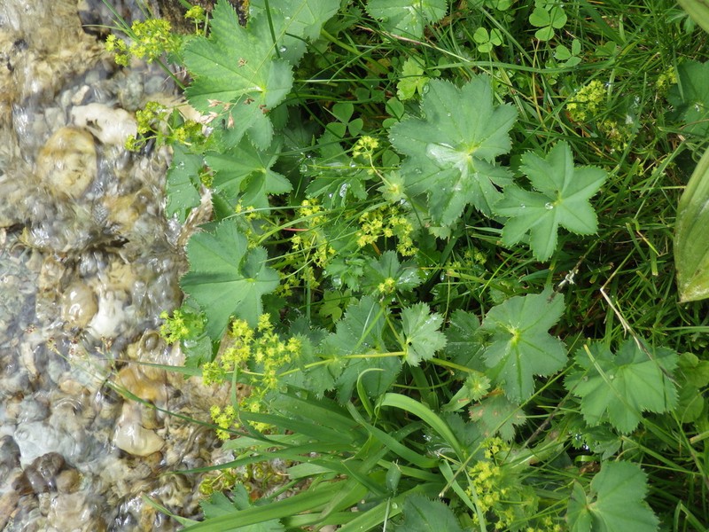 Alchemilla coriacea