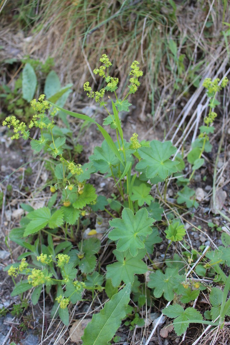 Alchemilla coriacea photo 2