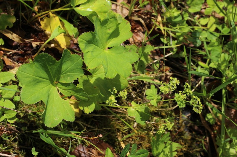 Alchemilla coriacea photo 3