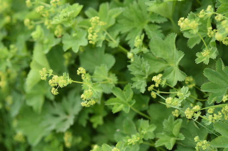 Alchemilla coriacea photo 4