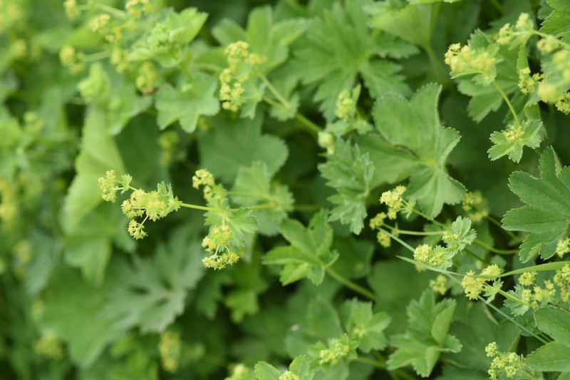 Alchemilla coriacea photo 5