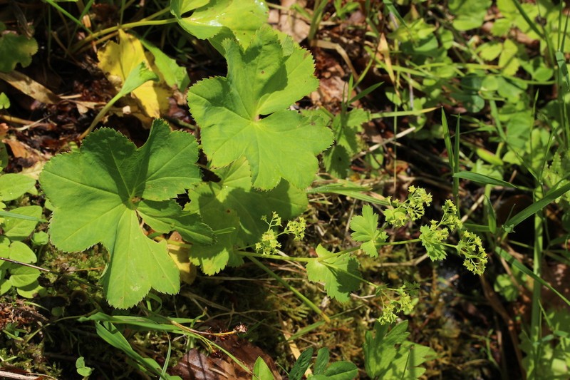 Alchemilla coriacea photo 6