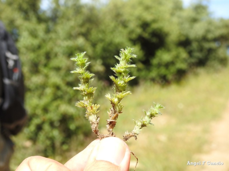 Alchemilla cornucopioides