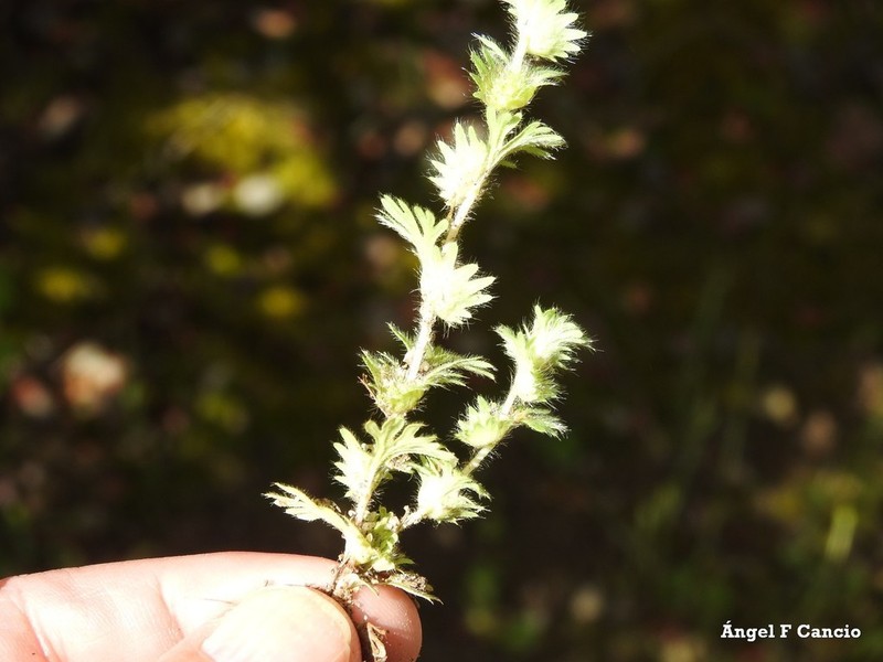 Alchemilla cornucopioides photo 3