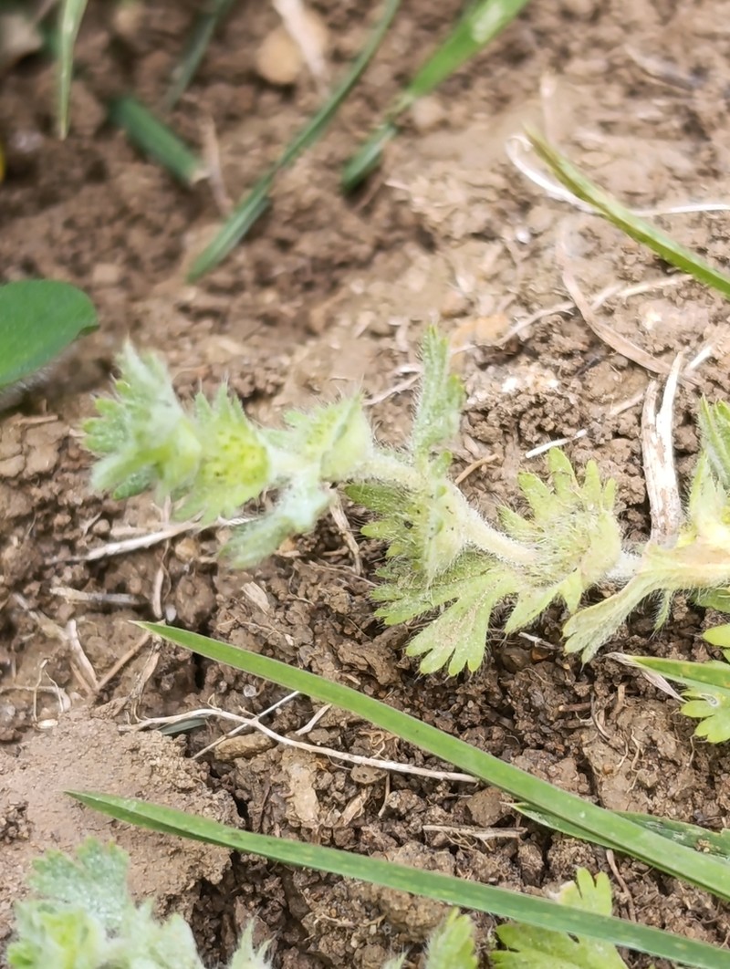 Alchemilla cornucopioides photo 4