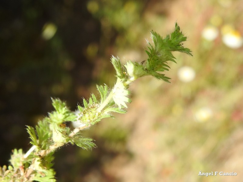 Alchemilla cornucopioides photo 5