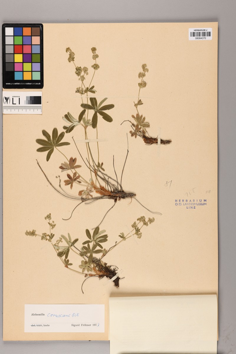 Alchemilla coruscans photo 2
