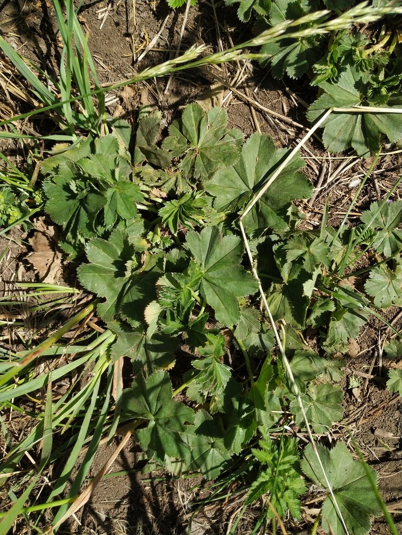 Alchemilla crebridens
