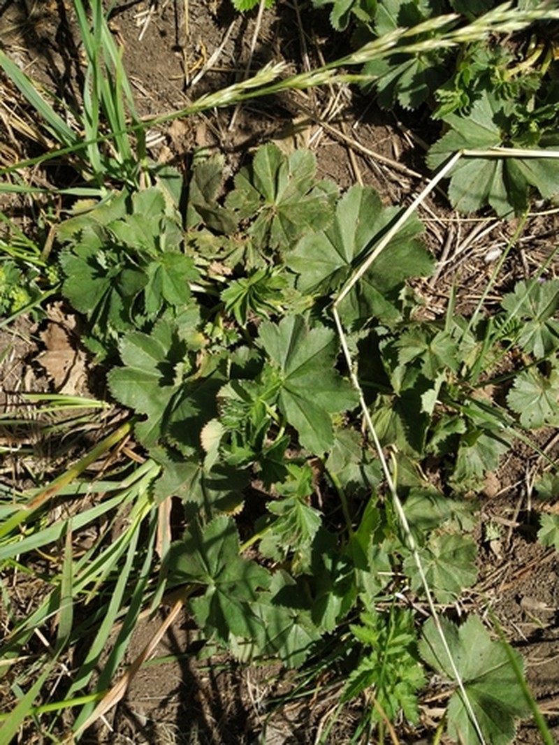 Alchemilla crebridens