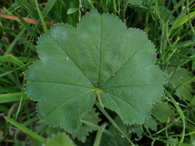Alchemilla crinita