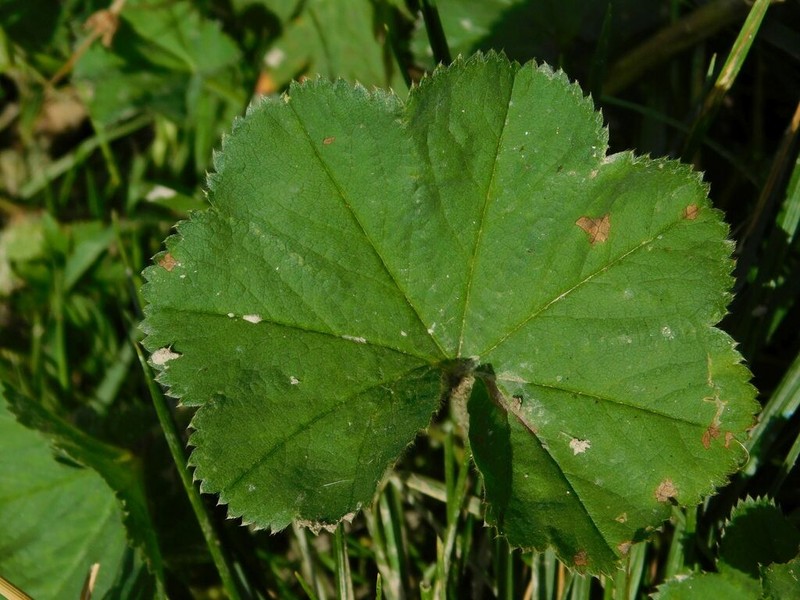 Alchemilla crinita photo 2