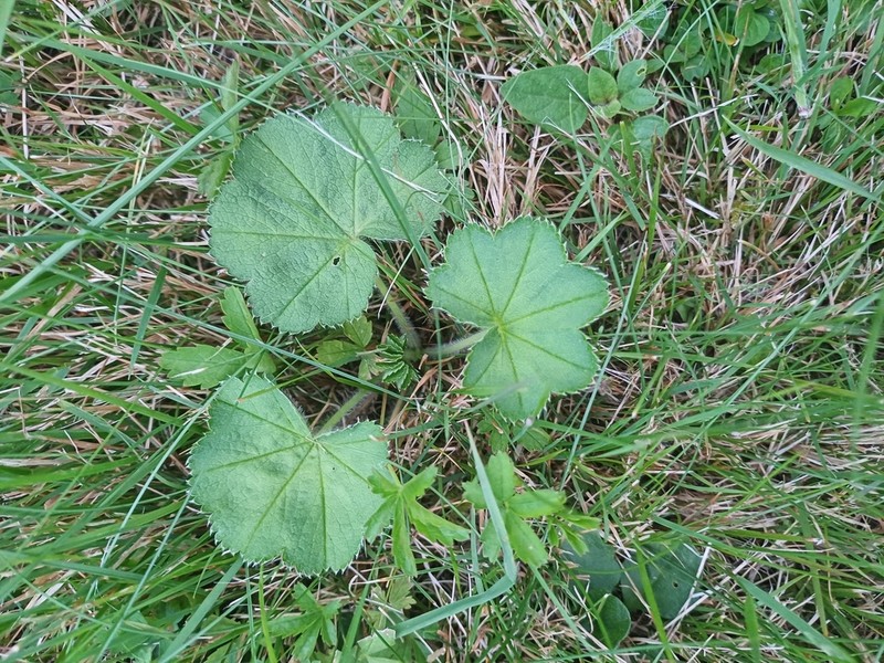 Alchemilla crinita photo 3
