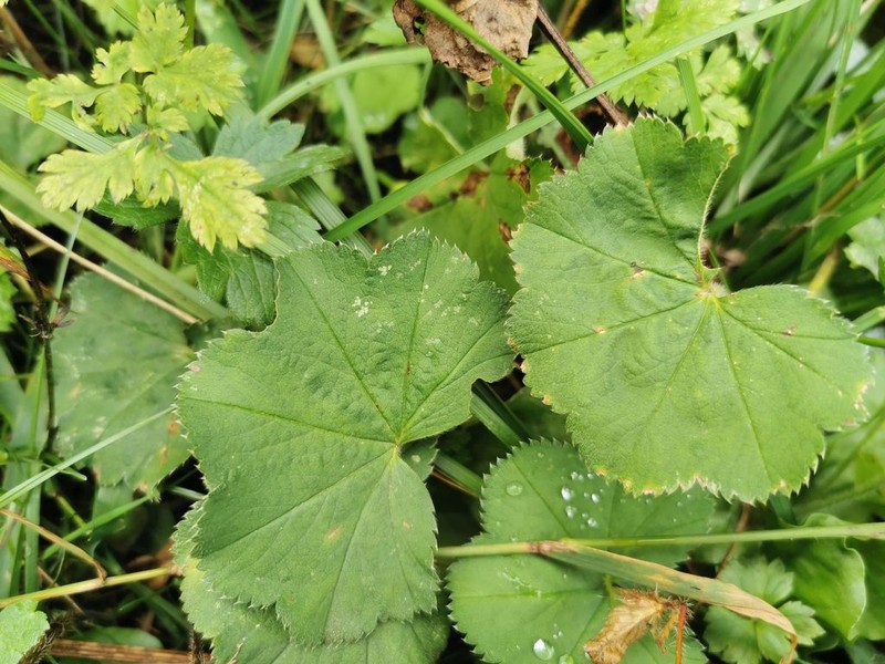 Alchemilla crinita photo 4