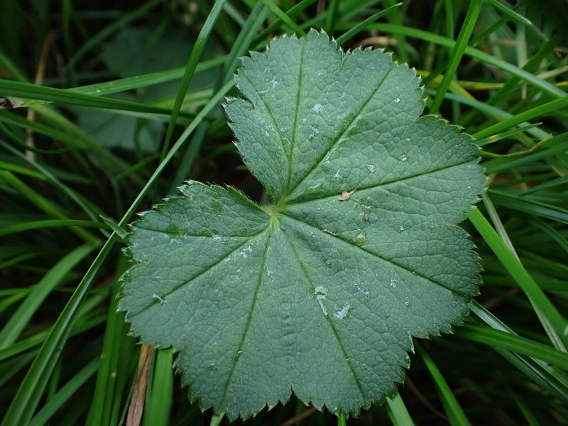 Alchemilla crinita photo 5