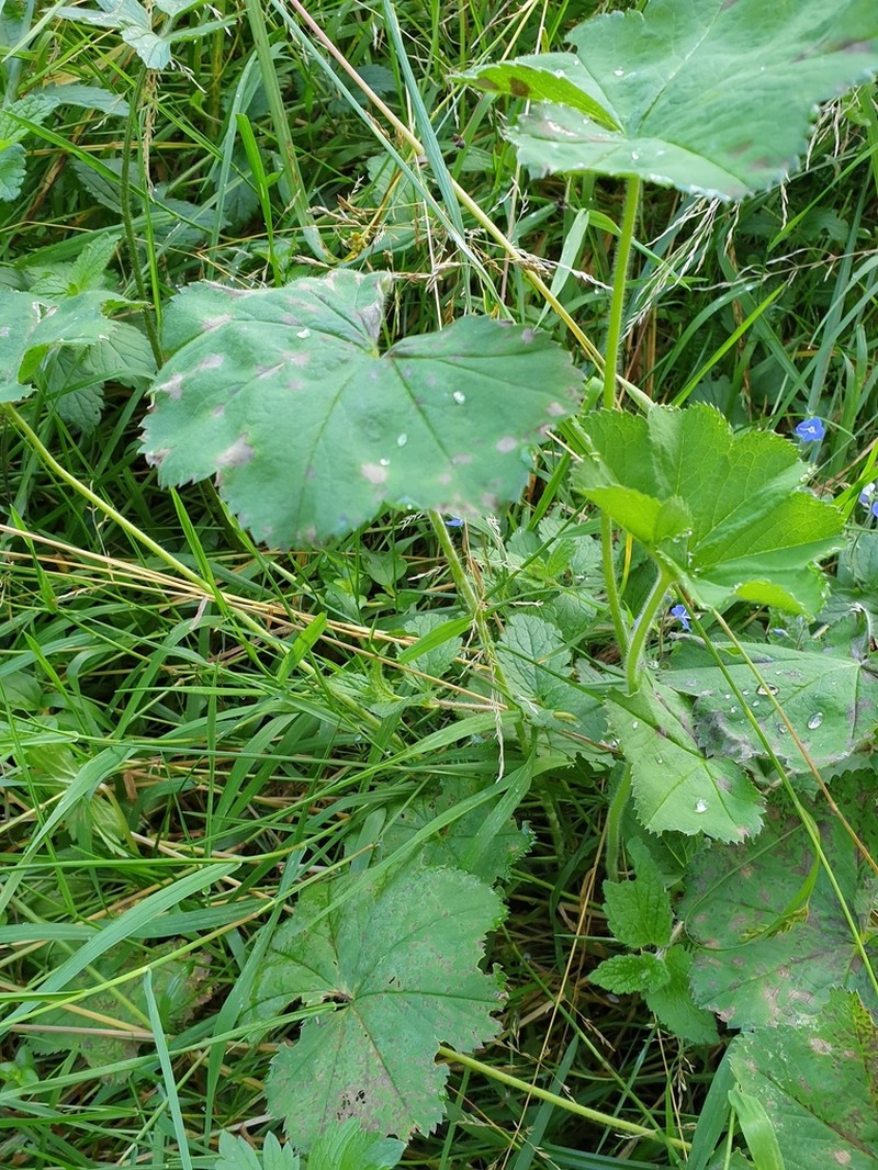 Alchemilla crinita photo 6