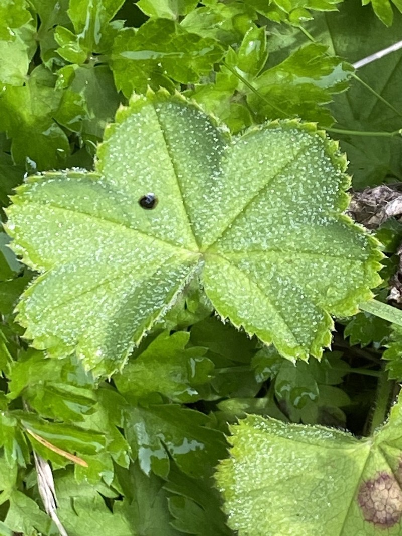 Alchemilla crinita photo 7