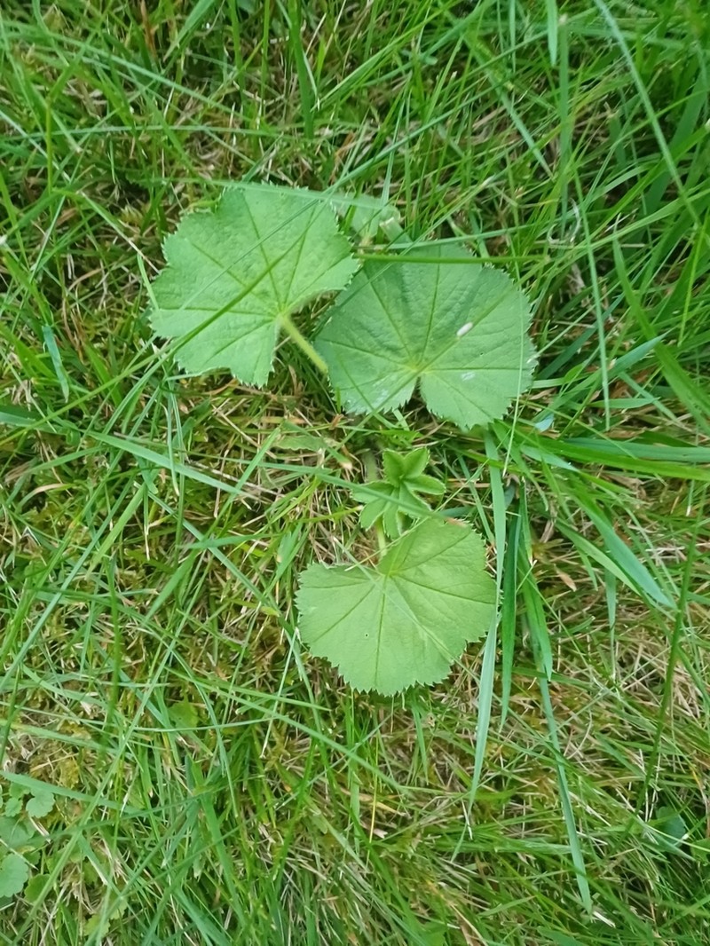 Alchemilla crinita photo 8
