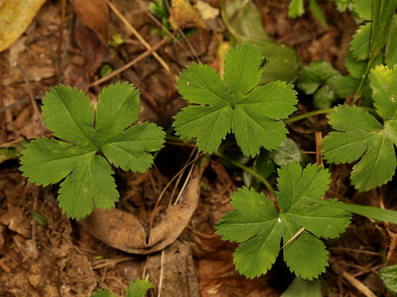 Alchemilla cryptantha photo 2
