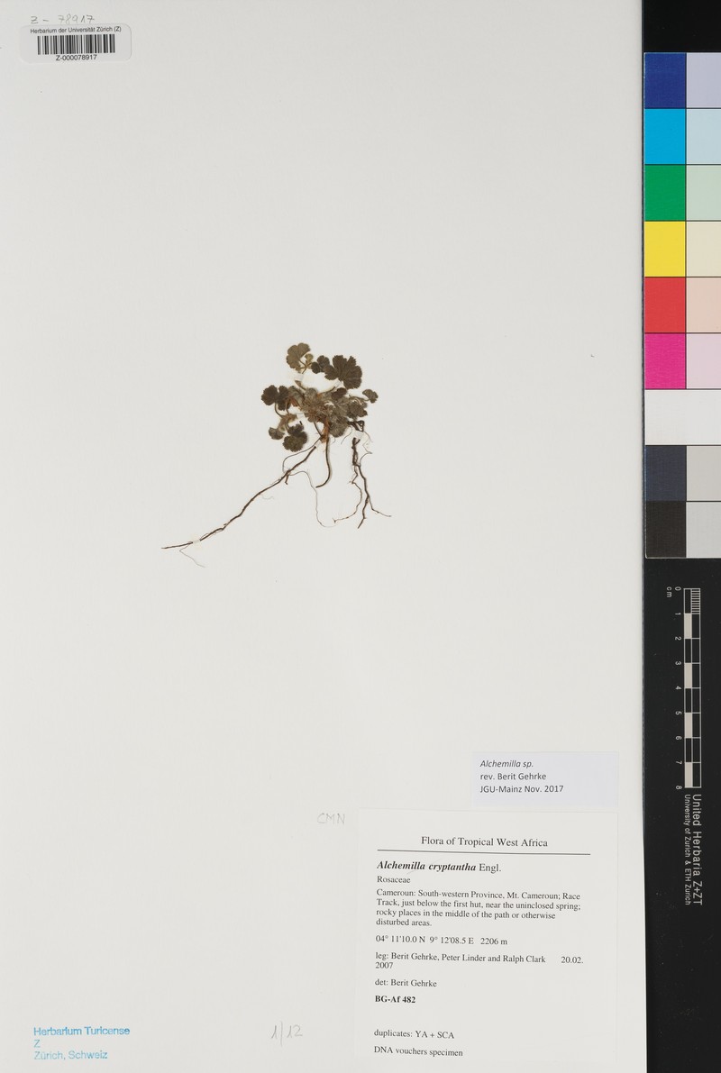 Alchemilla cryptantha photo 3