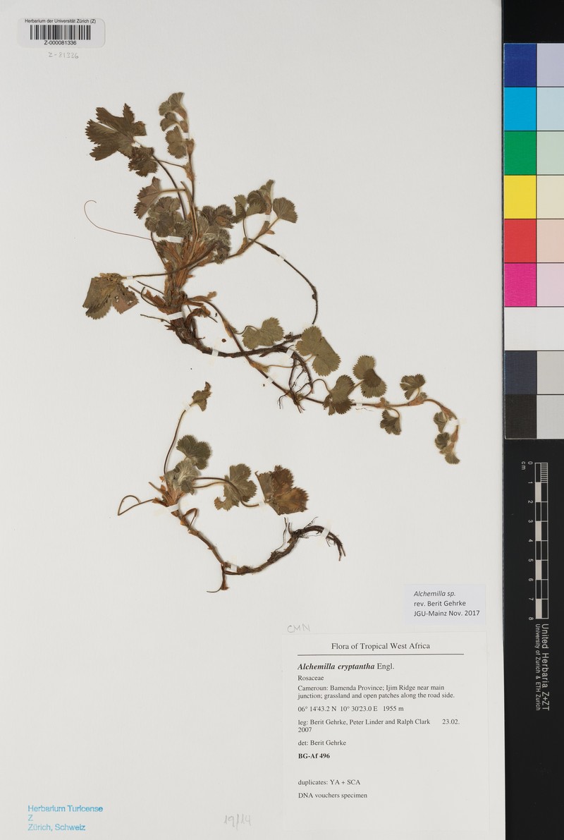 Alchemilla cryptantha photo 4