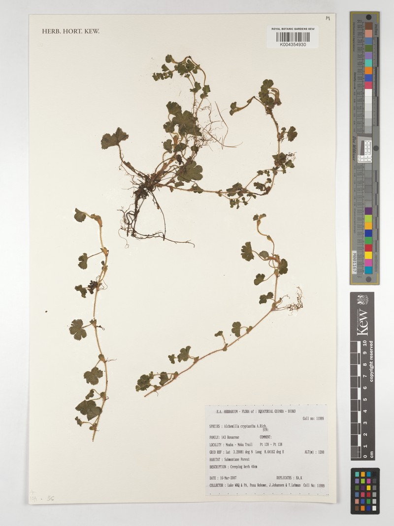 Alchemilla cryptantha photo 5