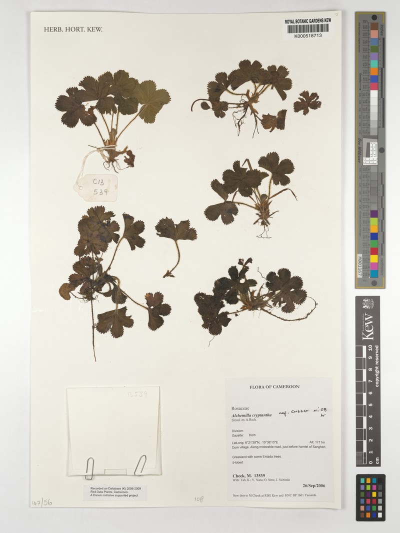 Alchemilla cryptantha photo 6