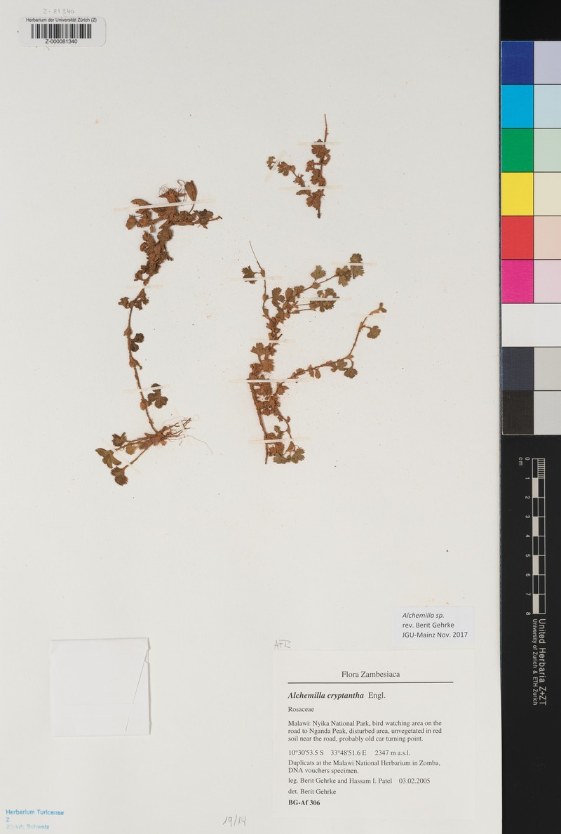 Alchemilla cryptantha photo 7
