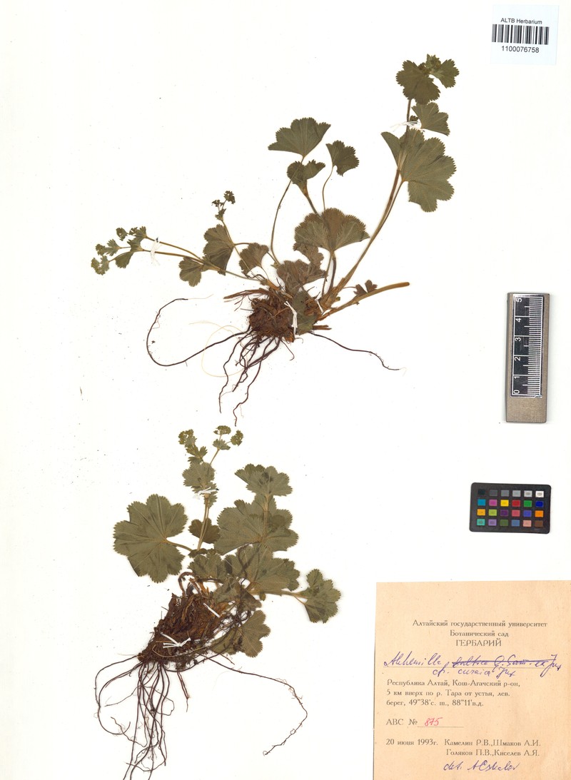 Alchemilla curaica