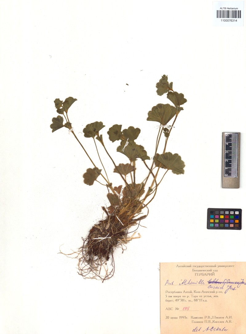 Alchemilla curaica photo 2