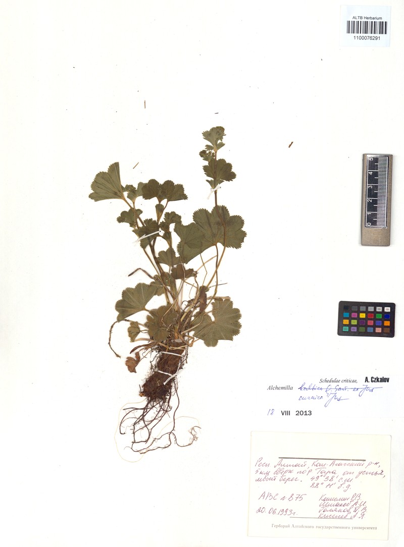 Alchemilla curaica photo 3