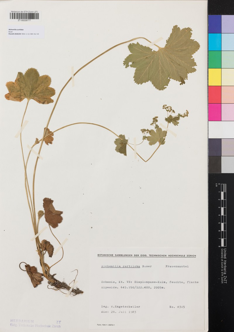 Alchemilla curtiloba