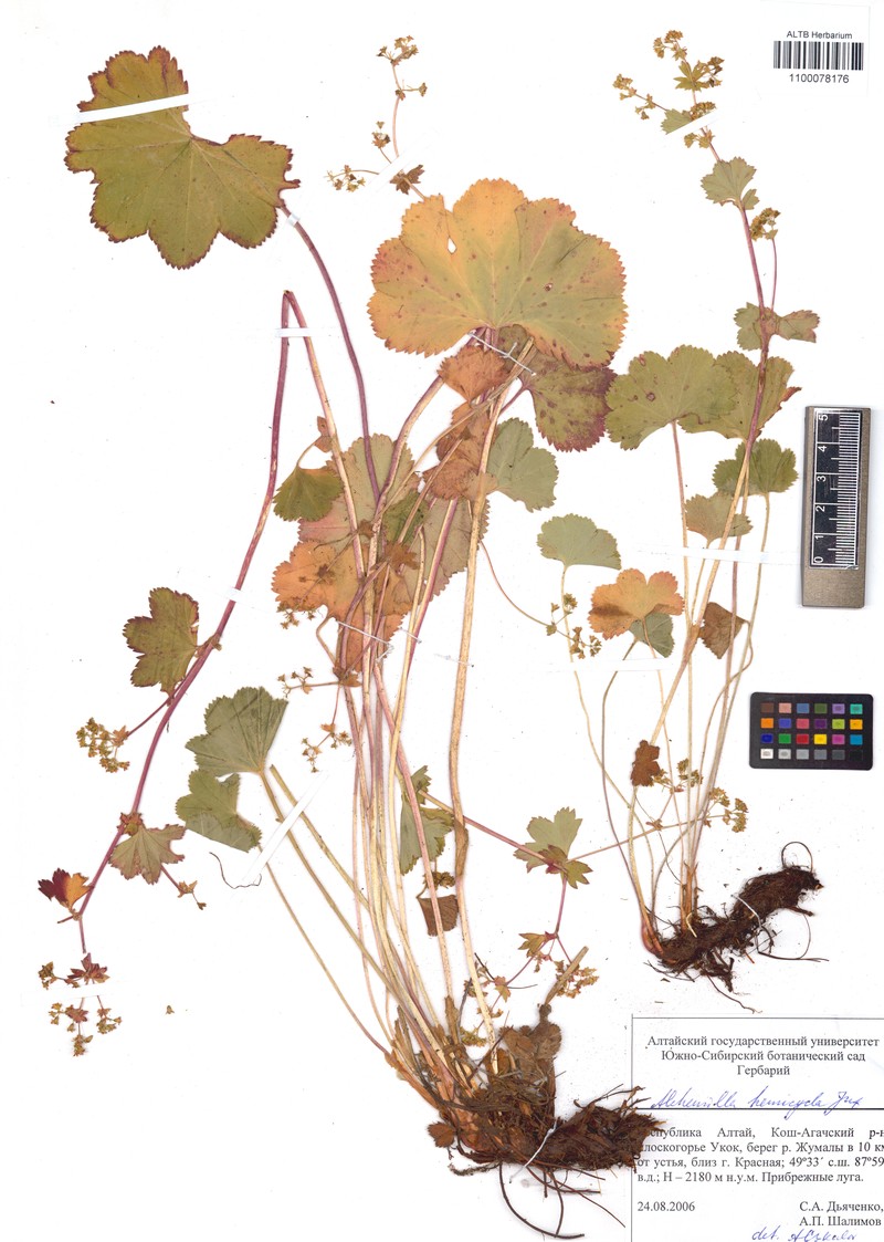 Alchemilla curvidens