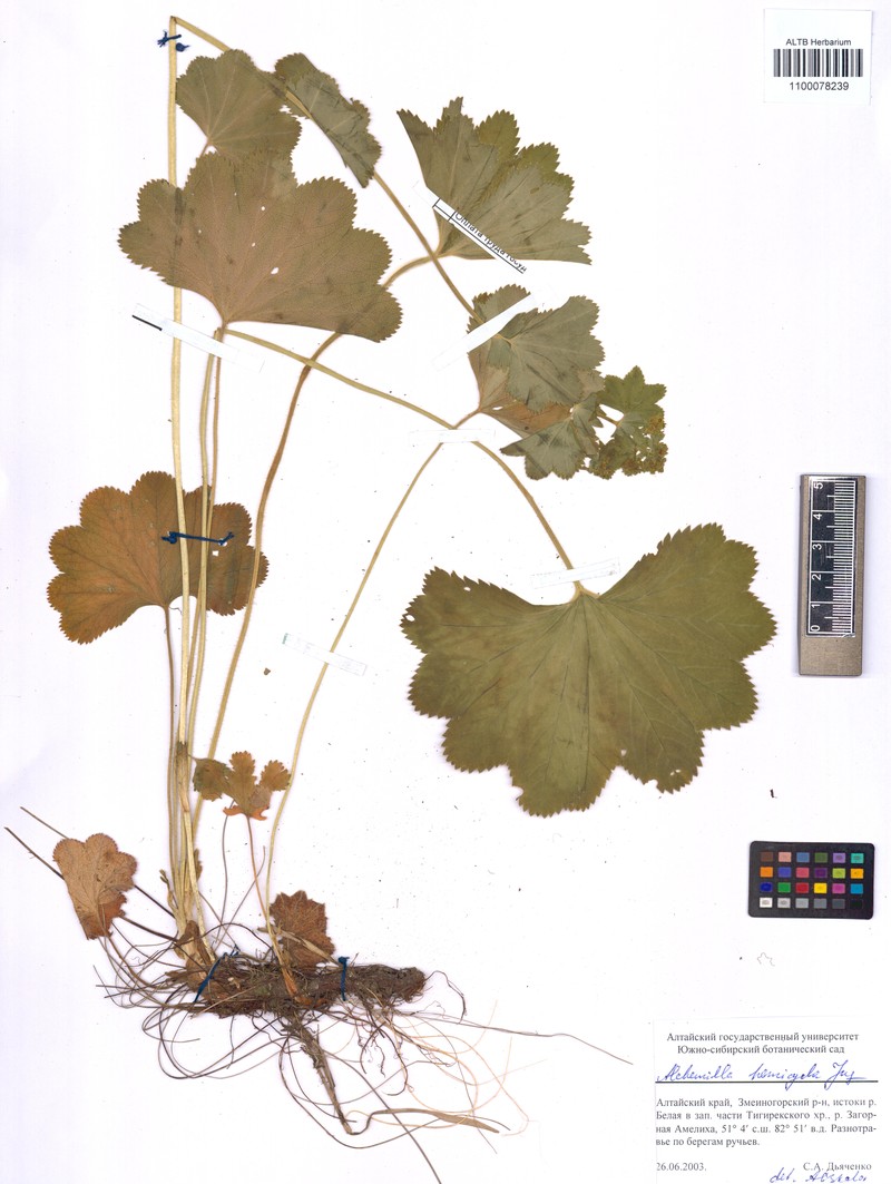 Alchemilla curvidens photo 2
