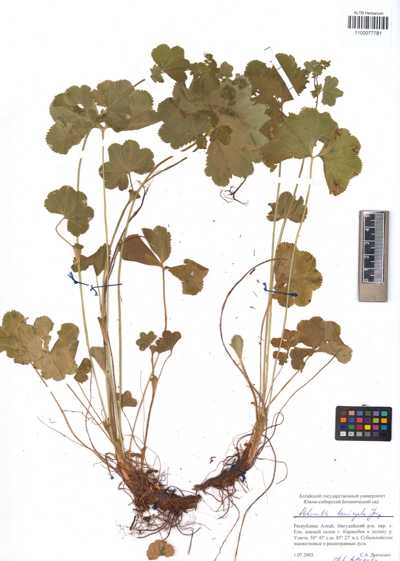 Alchemilla curvidens photo 3