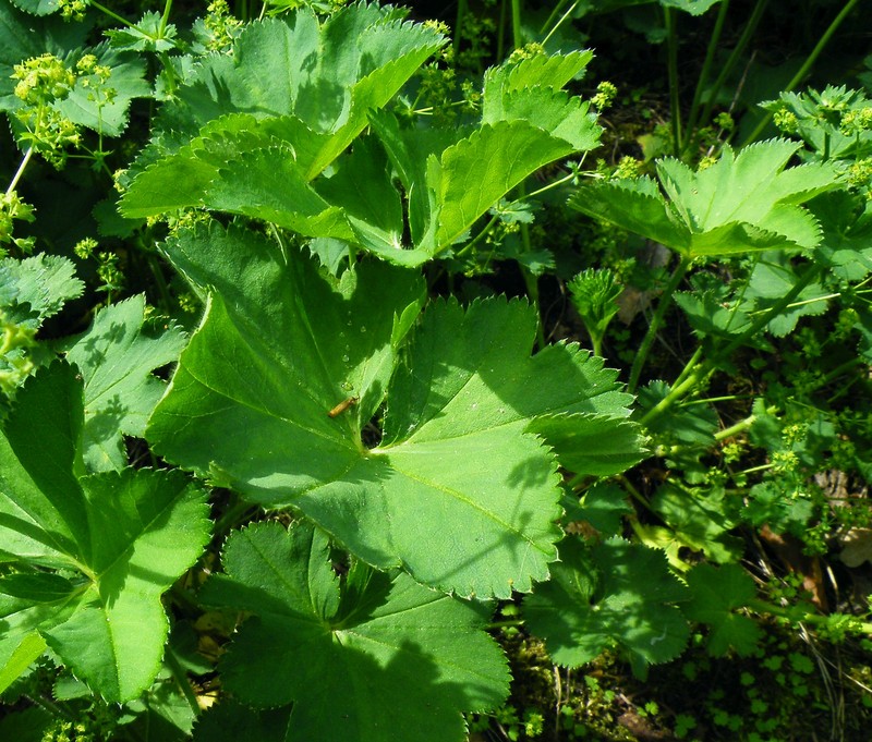 Alchemilla cymatophylla