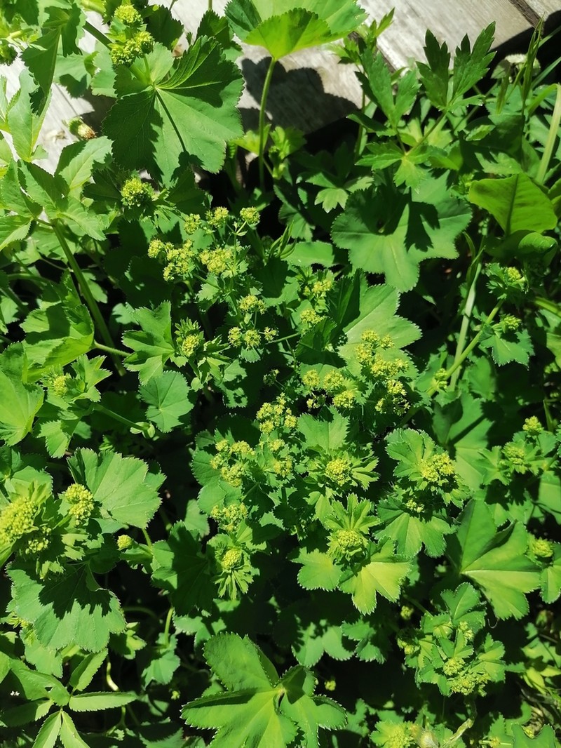 Alchemilla cymatophylla photo 2