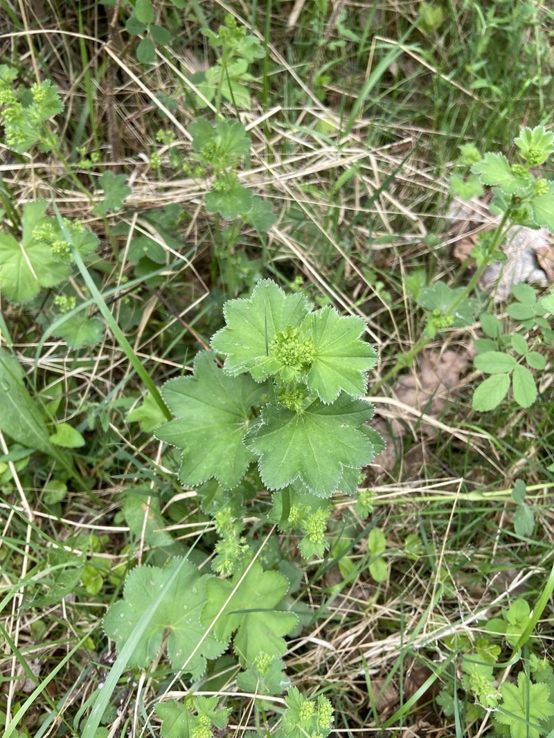 Alchemilla cymatophylla photo 3