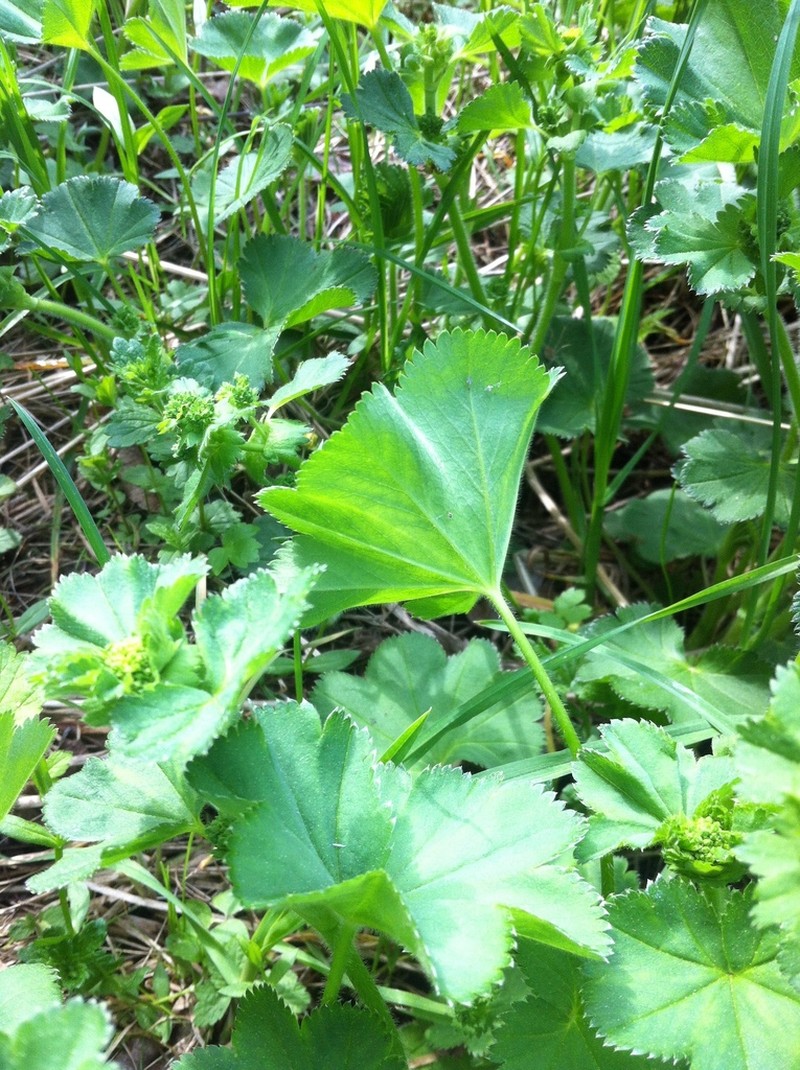 Alchemilla cymatophylla photo 4