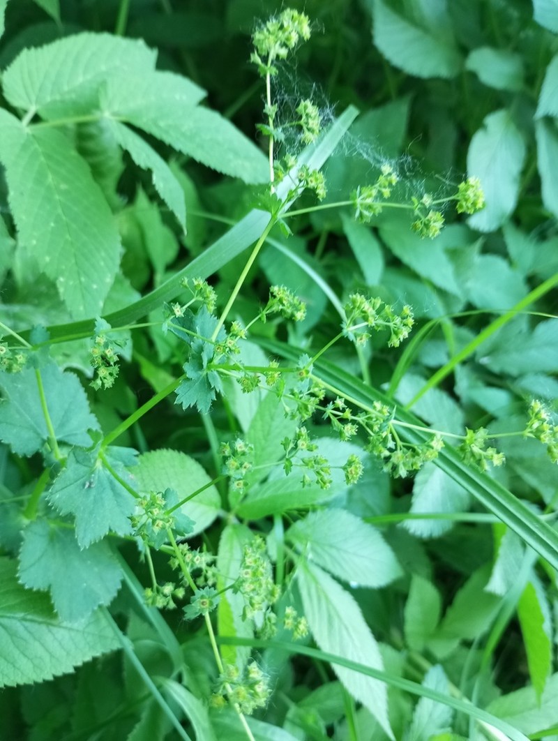 Alchemilla cymatophylla photo 5