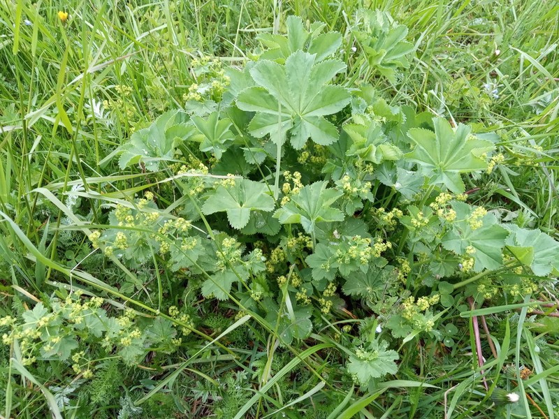 Alchemilla cymatophylla photo 6