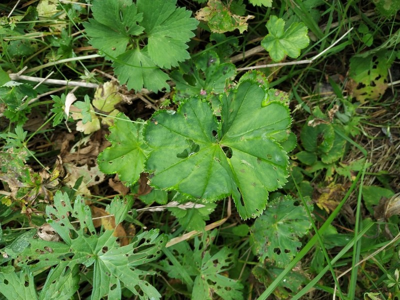 Alchemilla cymatophylla photo 7