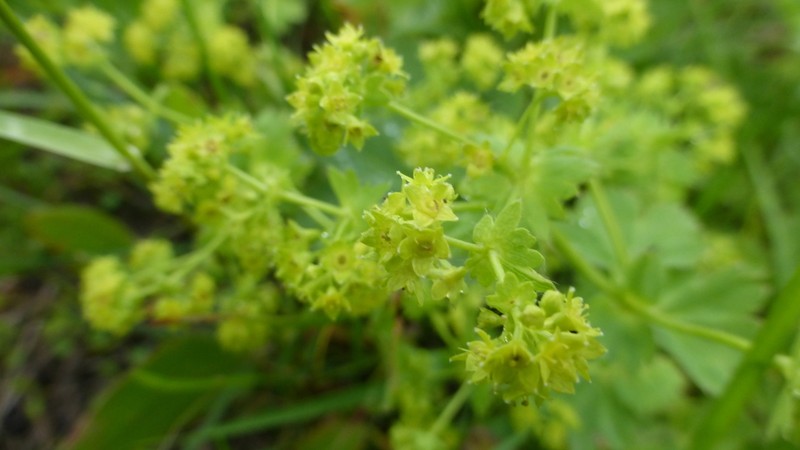 Alchemilla cymatophylla photo 8