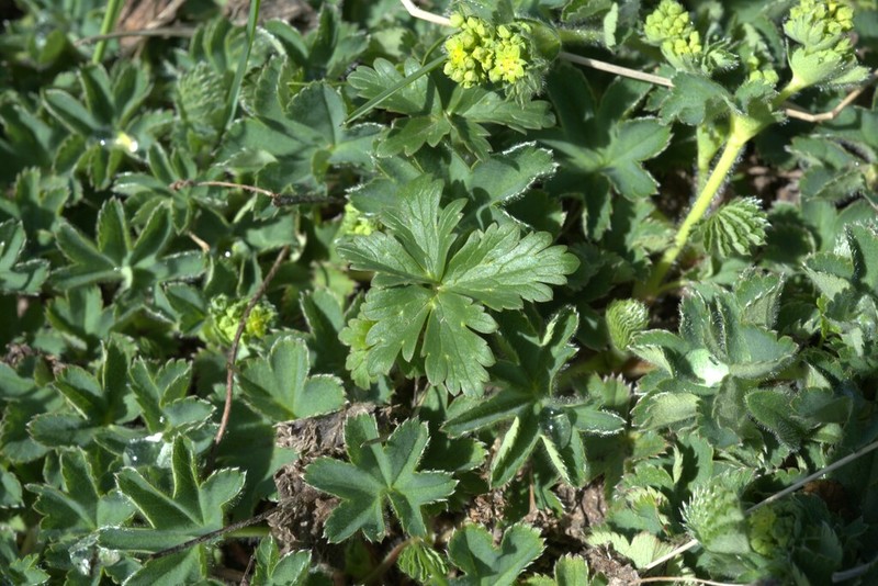 Alchemilla cyrtopleura