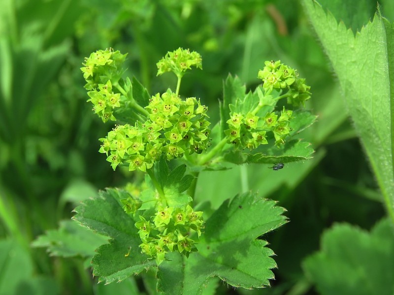 Alchemilla cyrtopleura photo 2