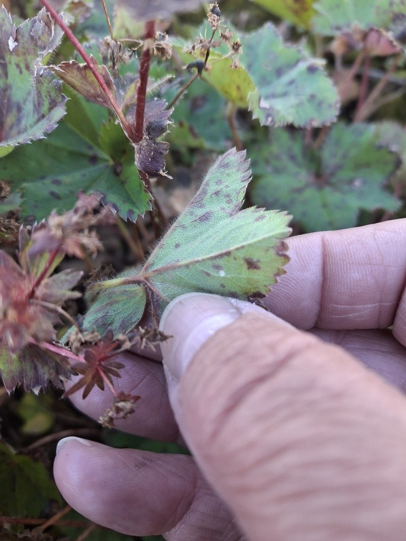 Alchemilla cyrtopleura photo 3